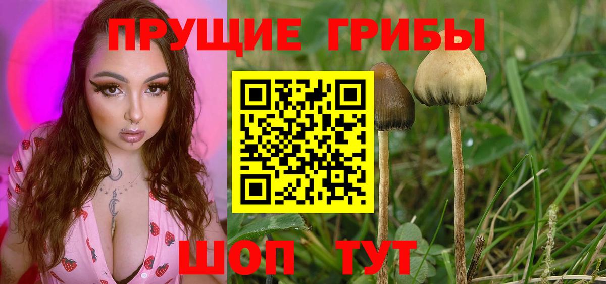наркотики  Псилоцибиновые грибы прущие грибы  Вход с VPN  Спасск-Дальний 